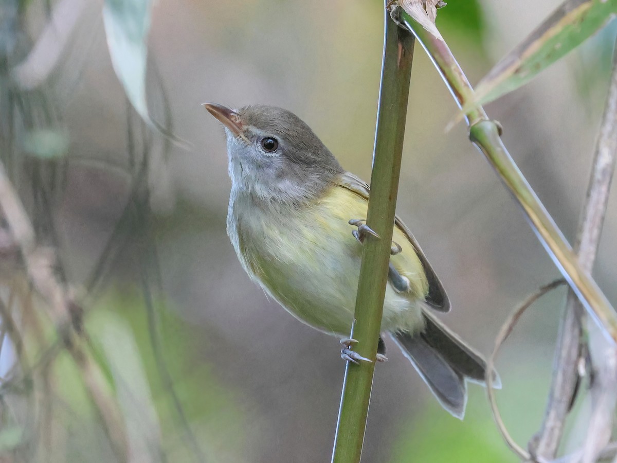 Puerto Rican Vireo - Vireo latimeri - Birds of the World