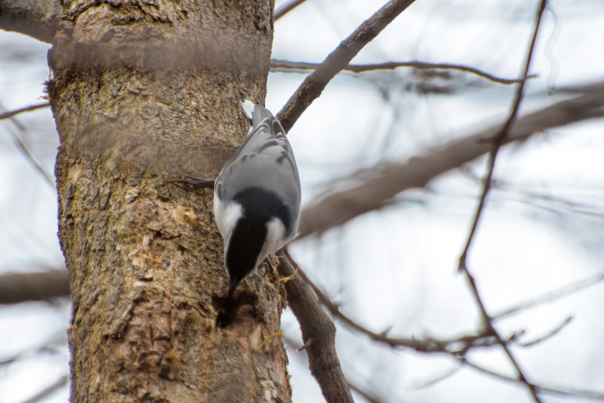 White-breasted Nuthatch - ML51719421