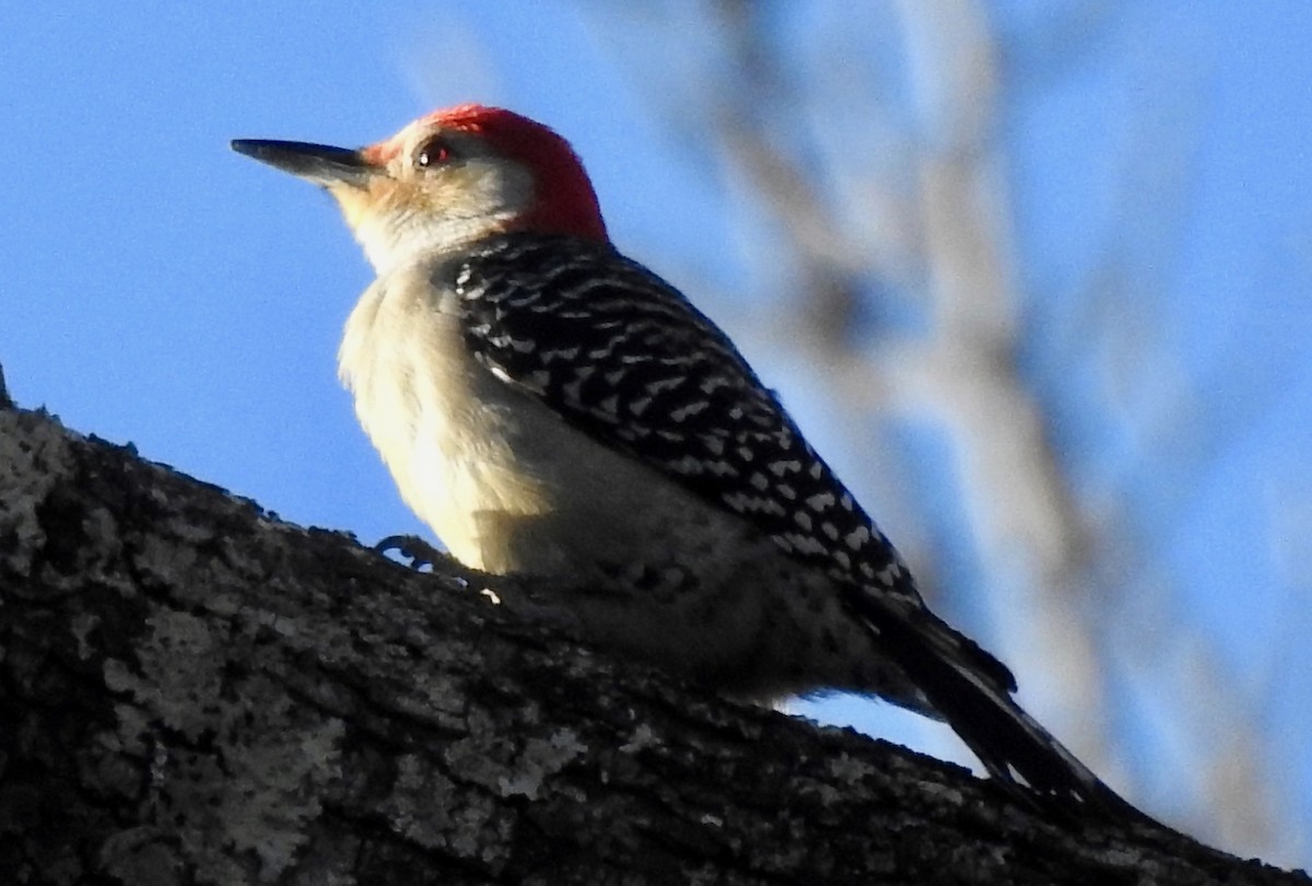 Red-bellied Woodpecker - P Chappell