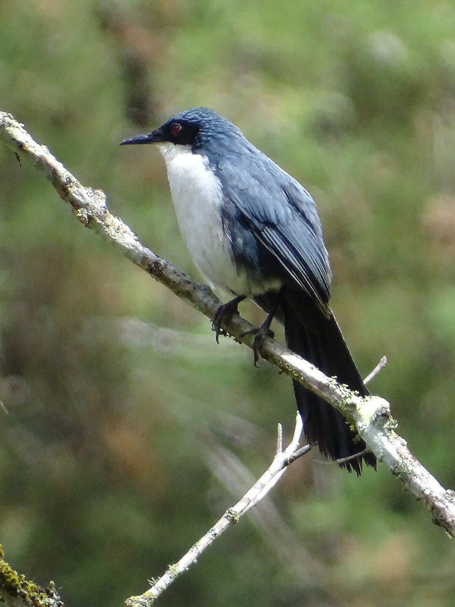 Blue-and-white Mockingbird - ML51720191
