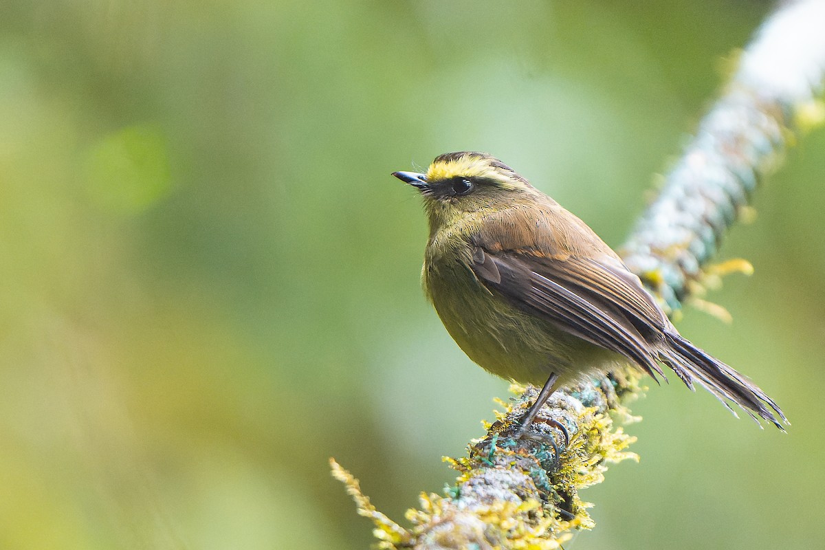 Yellow-bellied Chat-Tyrant - William Hemstrom