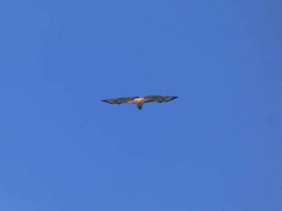Red-tailed Hawk (umbrinus) - ML517203691