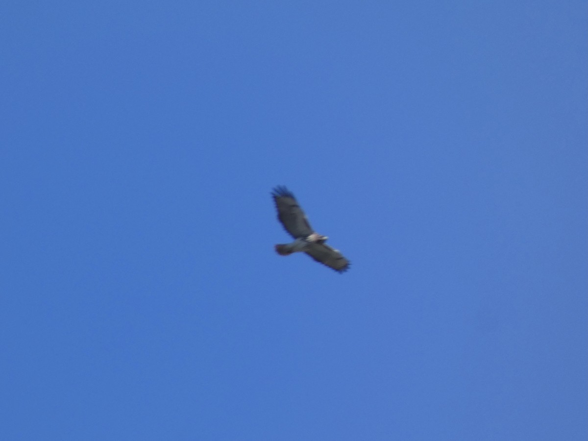 Red-tailed Hawk (umbrinus) - ML517203701