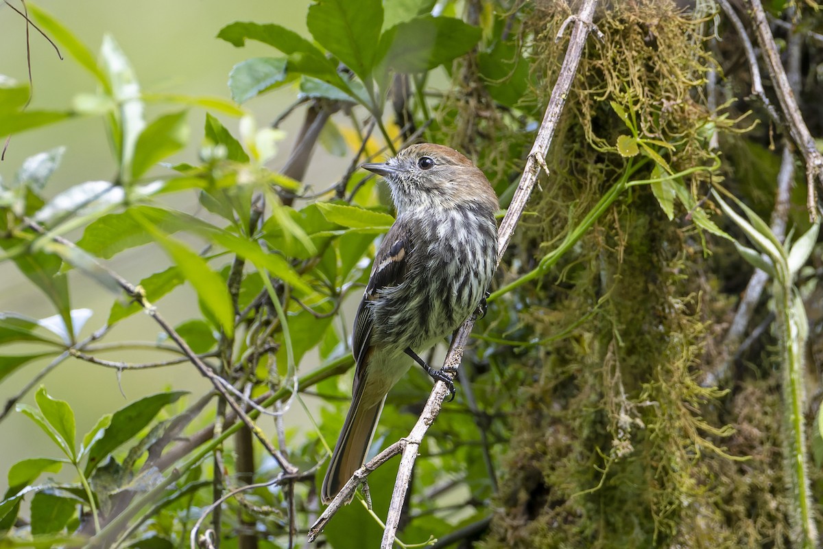 Blue-billed Black-Tyrant - ML517205381