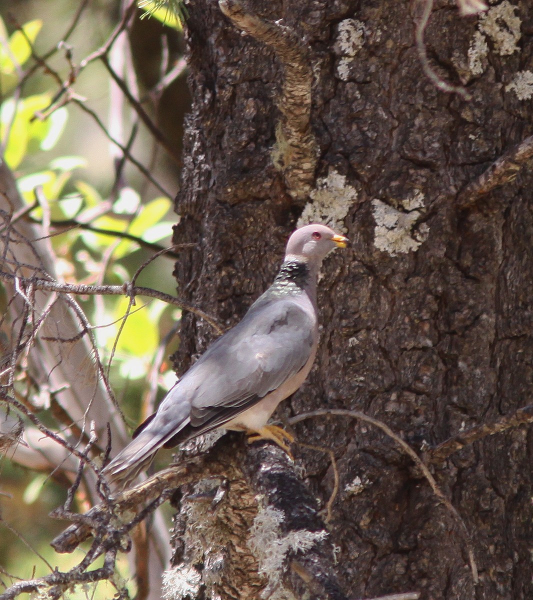 Band-tailed Pigeon (Viosca's) - Jorge Montejo