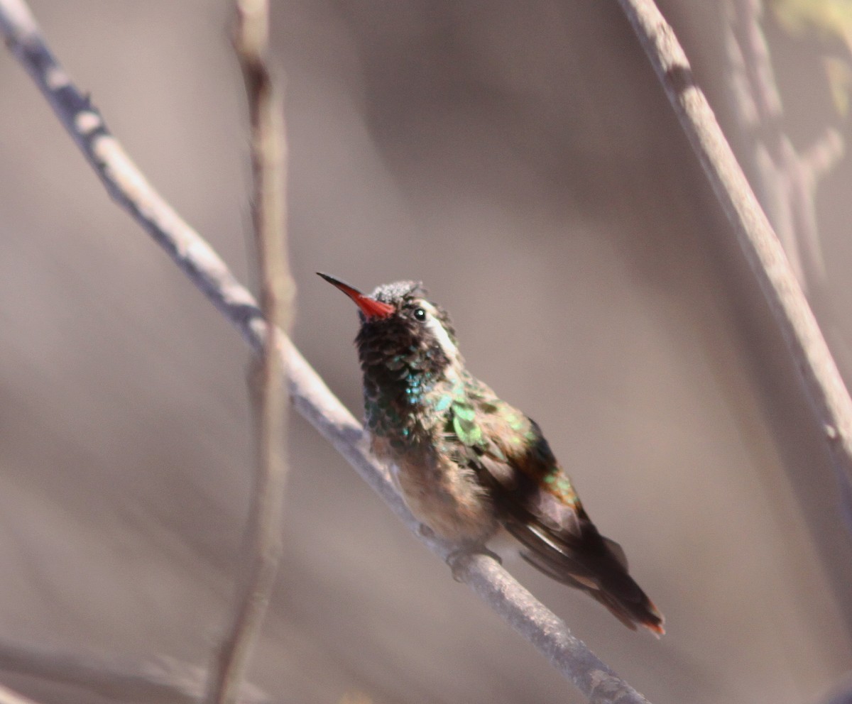 Xantus's Hummingbird - Jorge Montejo