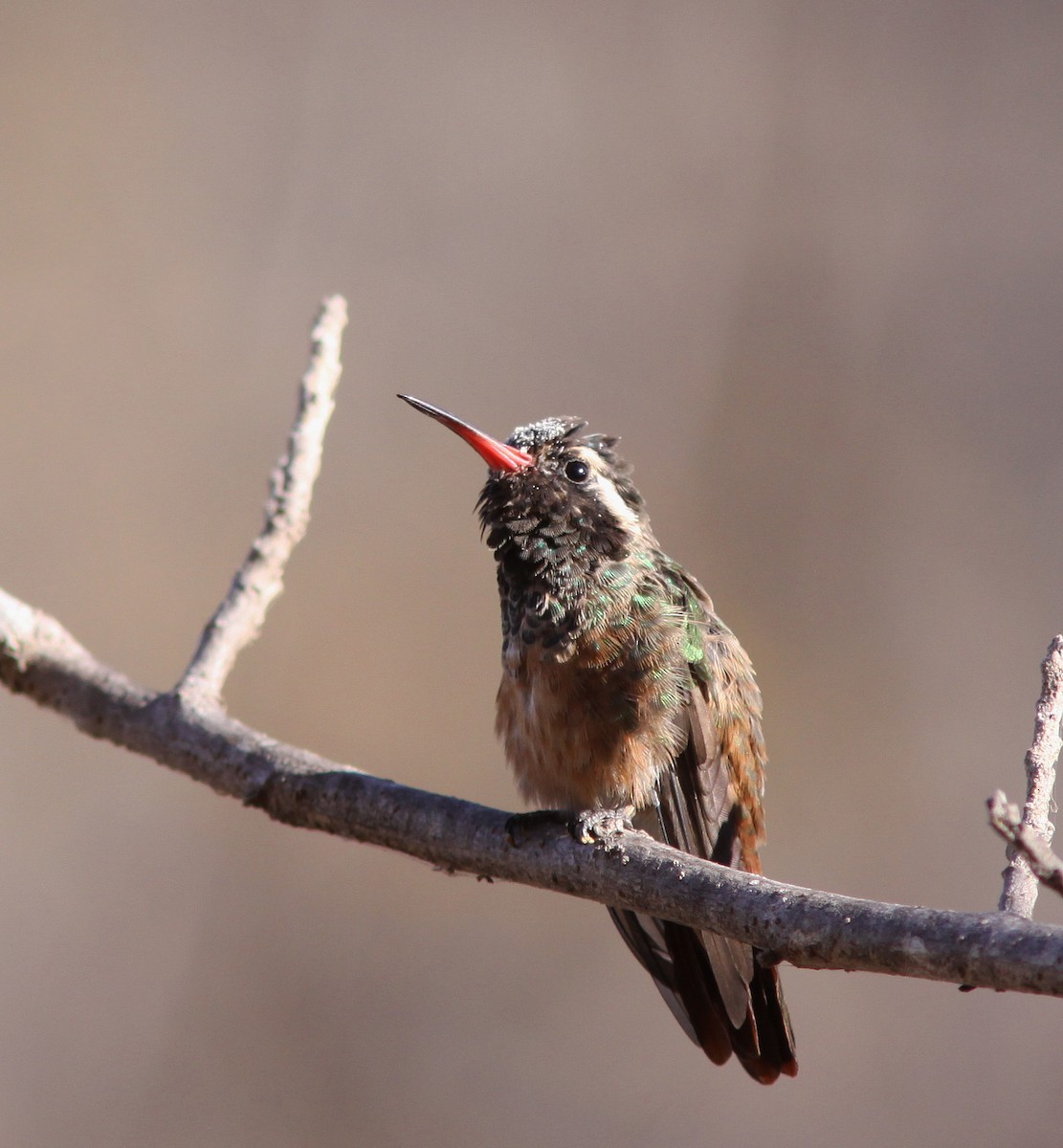 Xantus's Hummingbird - Jorge Montejo