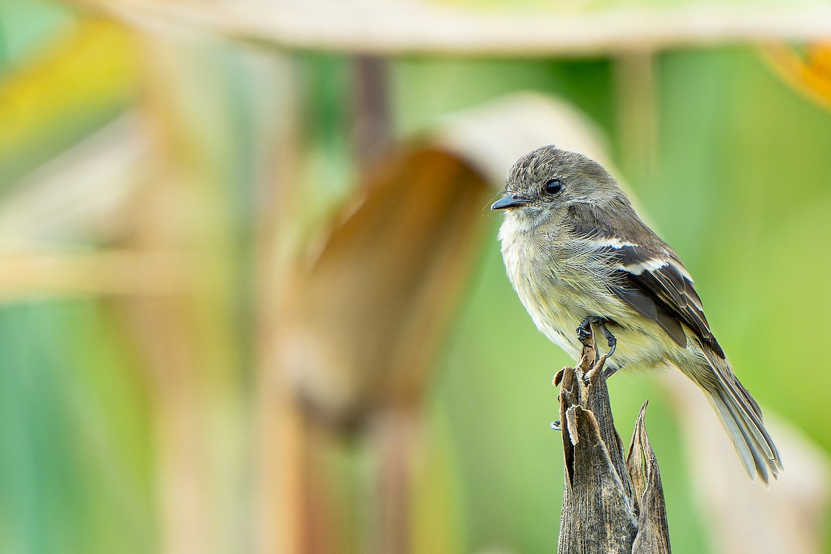 Olive-chested Flycatcher - ML517207921