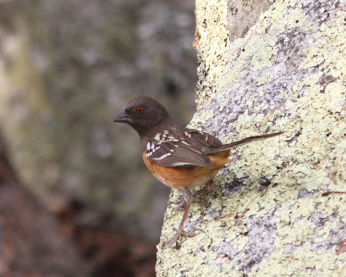 Spotted Towhee - ML517208171