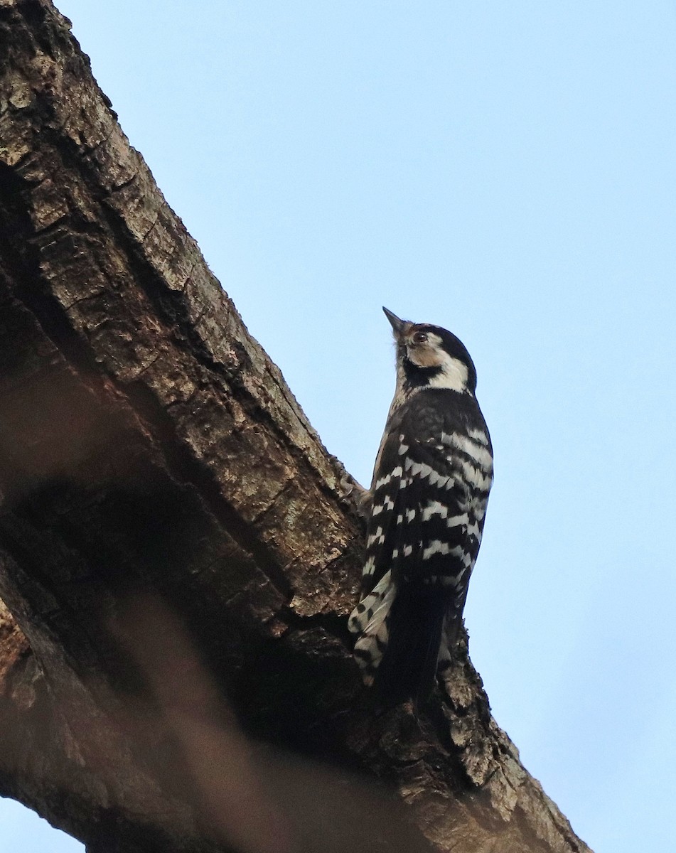 Lesser Spotted Woodpecker - ML517208471