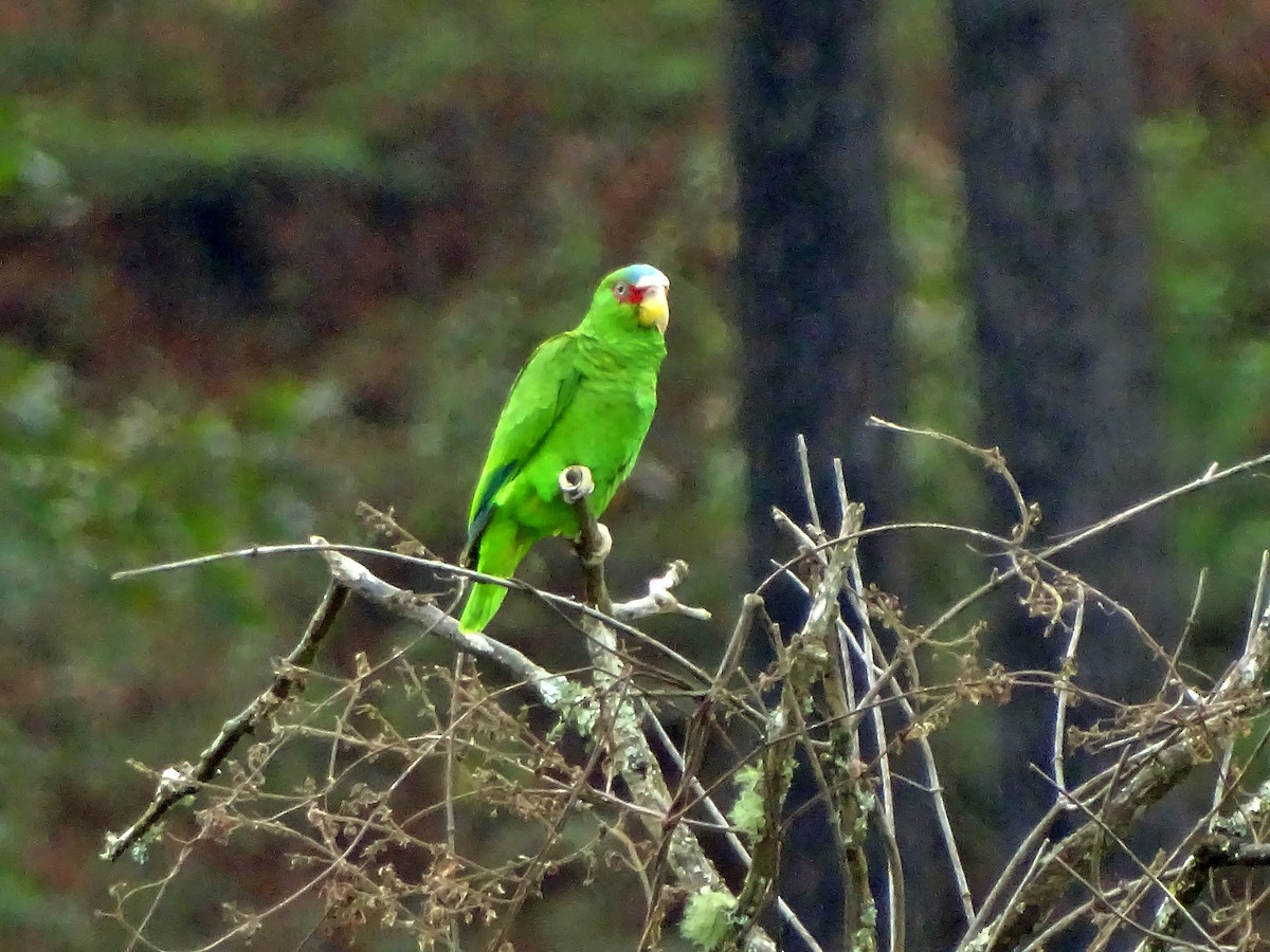 White-fronted Parrot - ML51721131