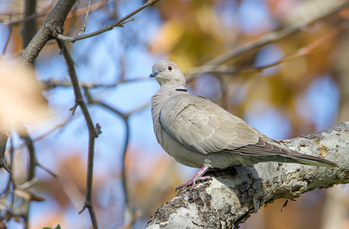 Eurasian Collared-Dove - Braxton Landsman