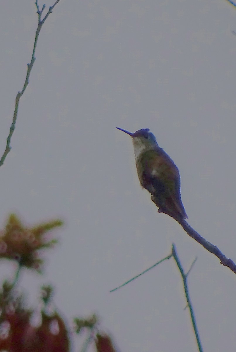 kolibřík azurovotemenný - ML51721211