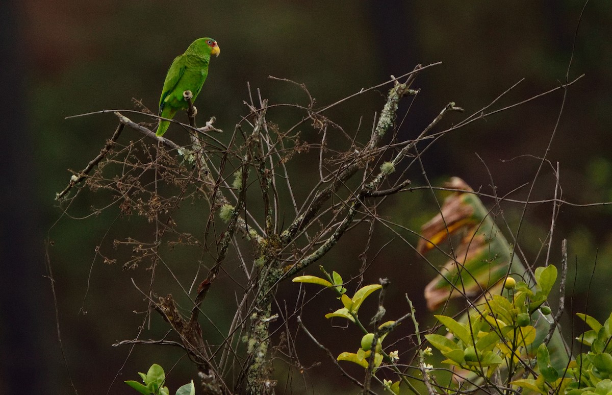 White-fronted Parrot - ML51721341