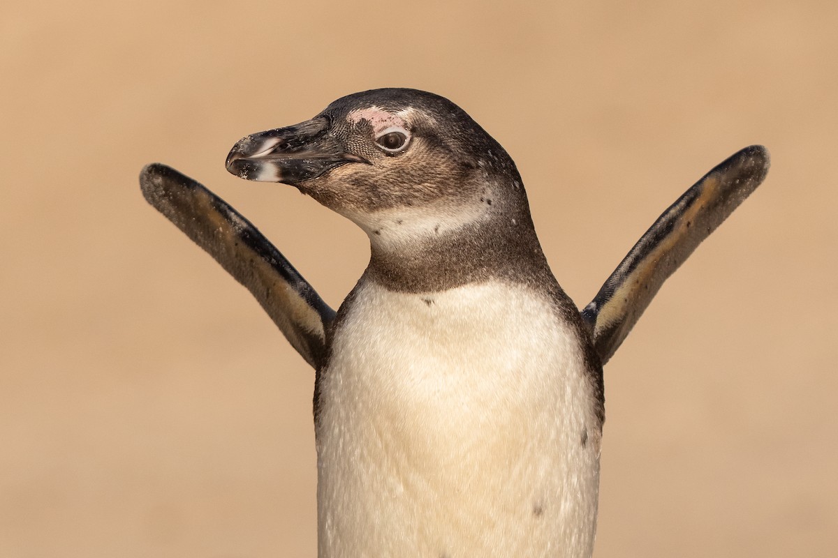 Pingüino de El Cabo - ML517217101