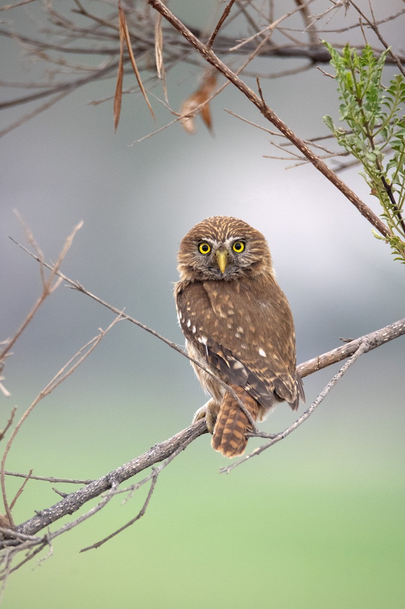 Peruvian Pygmy-Owl - ML517217711