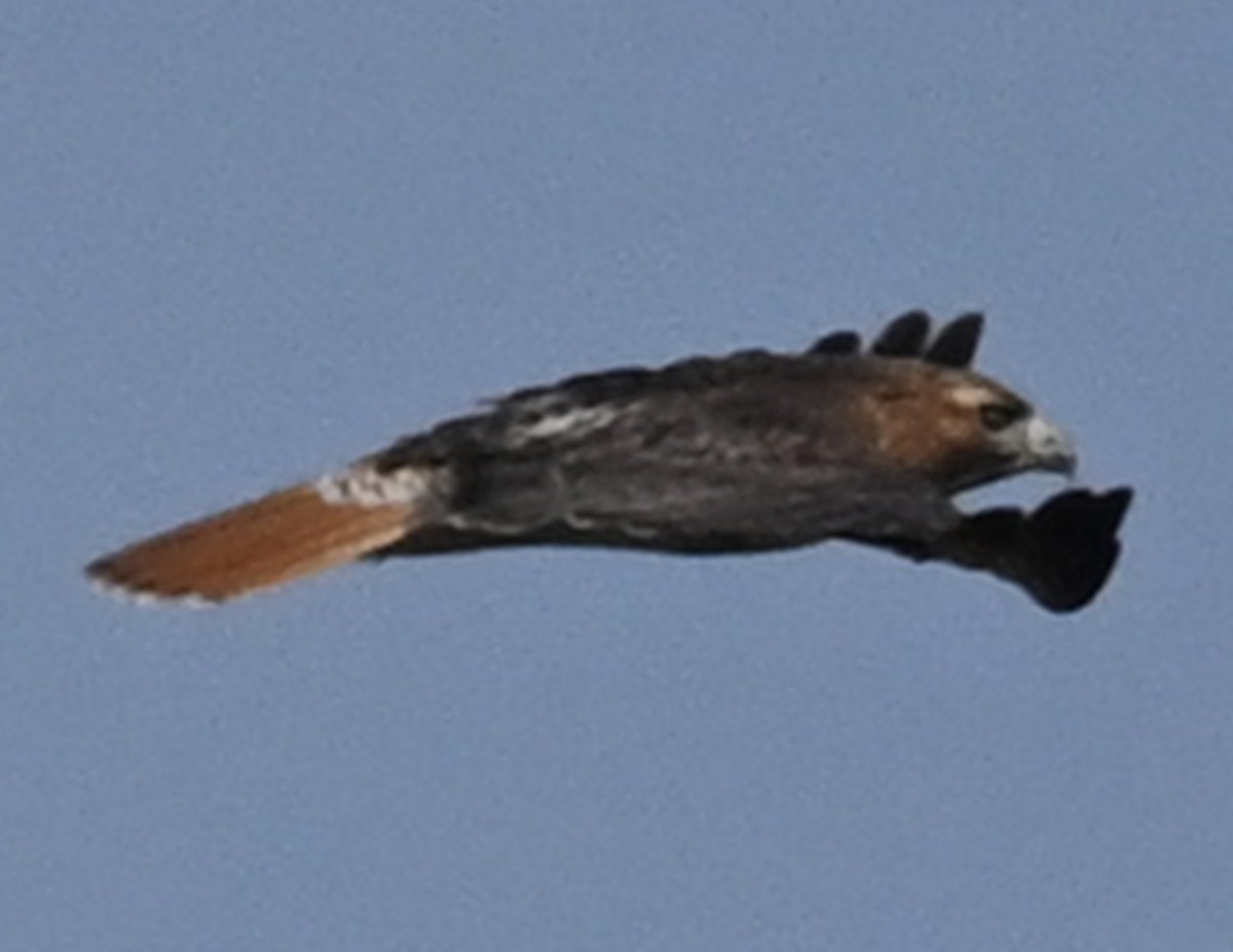 Red-tailed Hawk - ML517217831