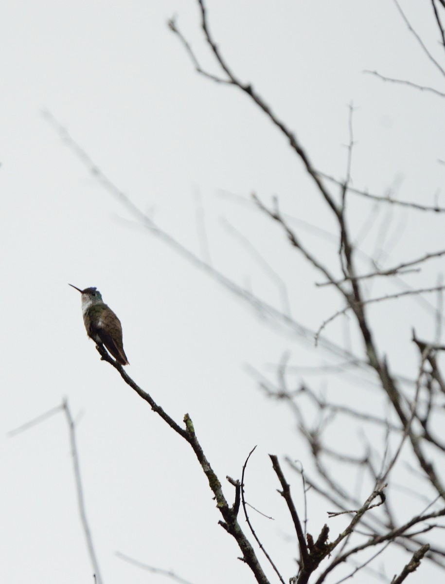 Azure-crowned Hummingbird - ML51722001