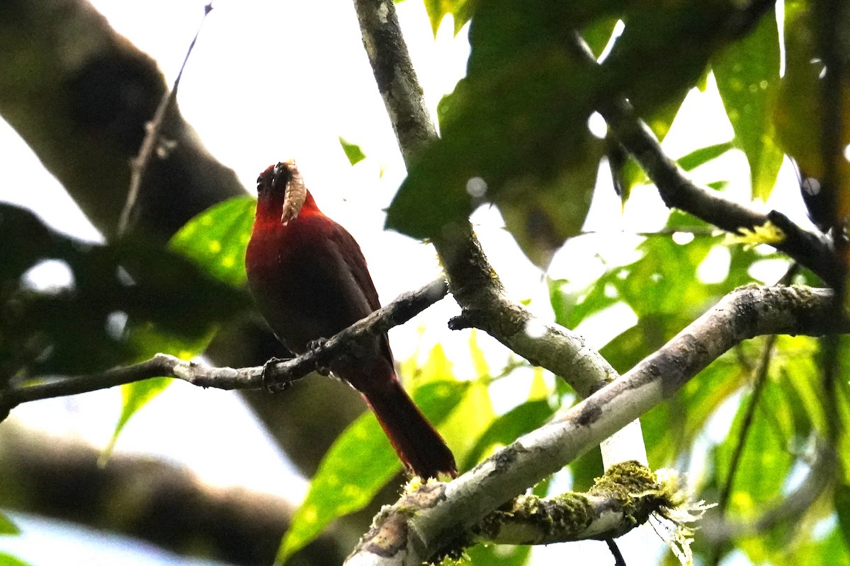 Crested Ant-Tanager - ML517222201