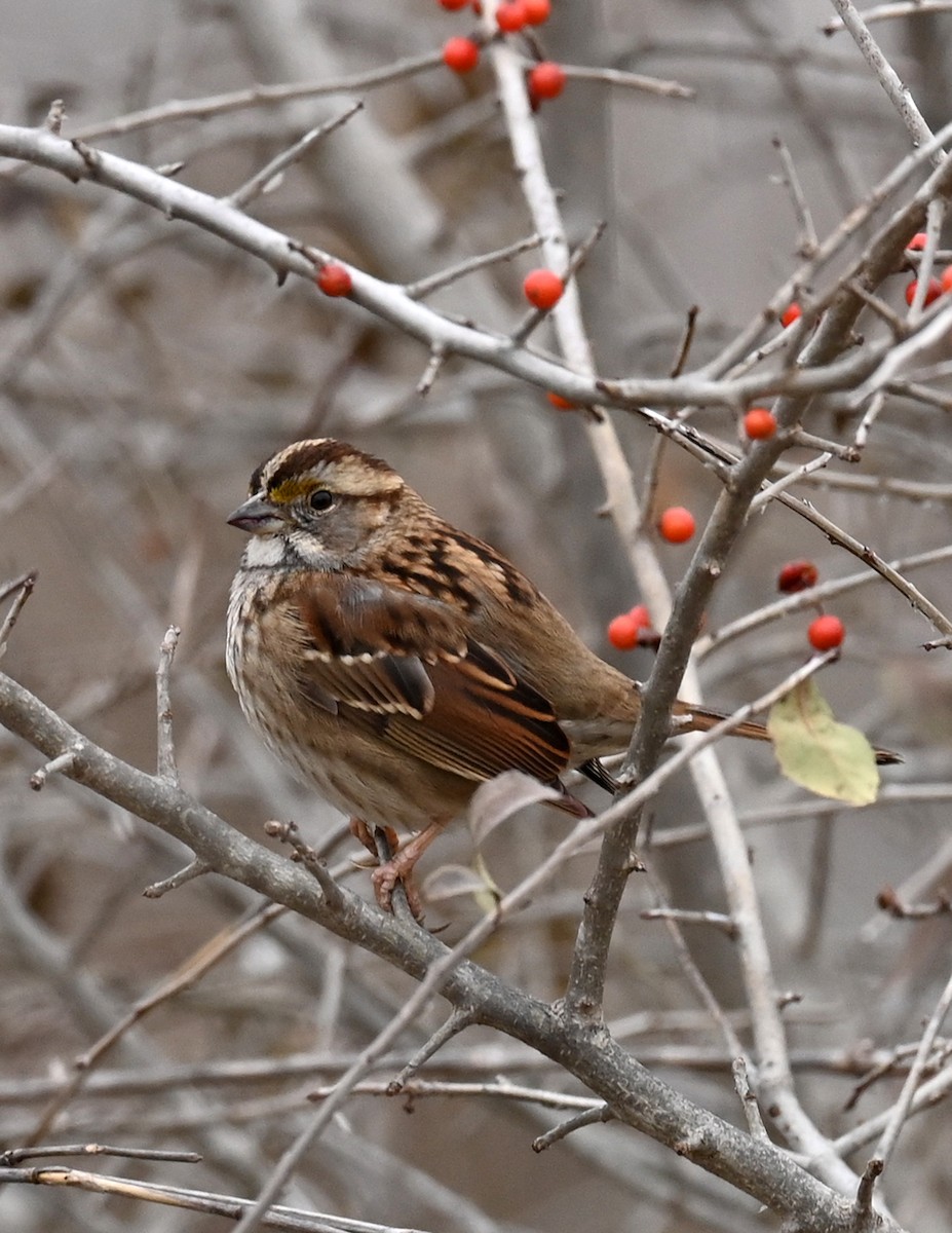 White-throated Sparrow - ML517223971