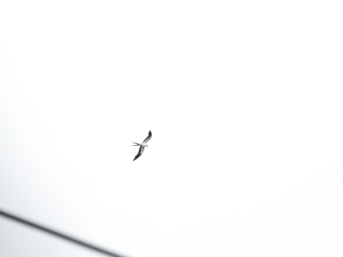 Swallow-tailed Kite - Fabricio Candia