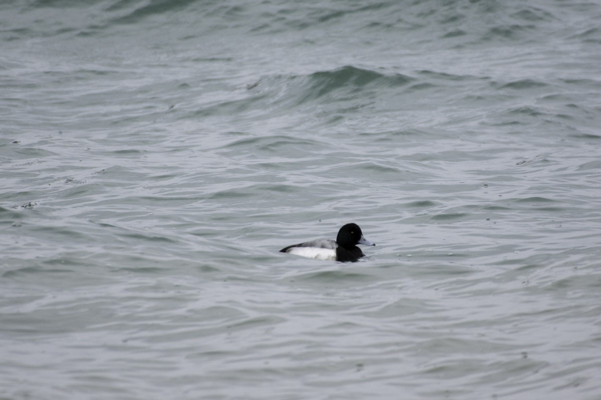 Greater Scaup - ML51723191