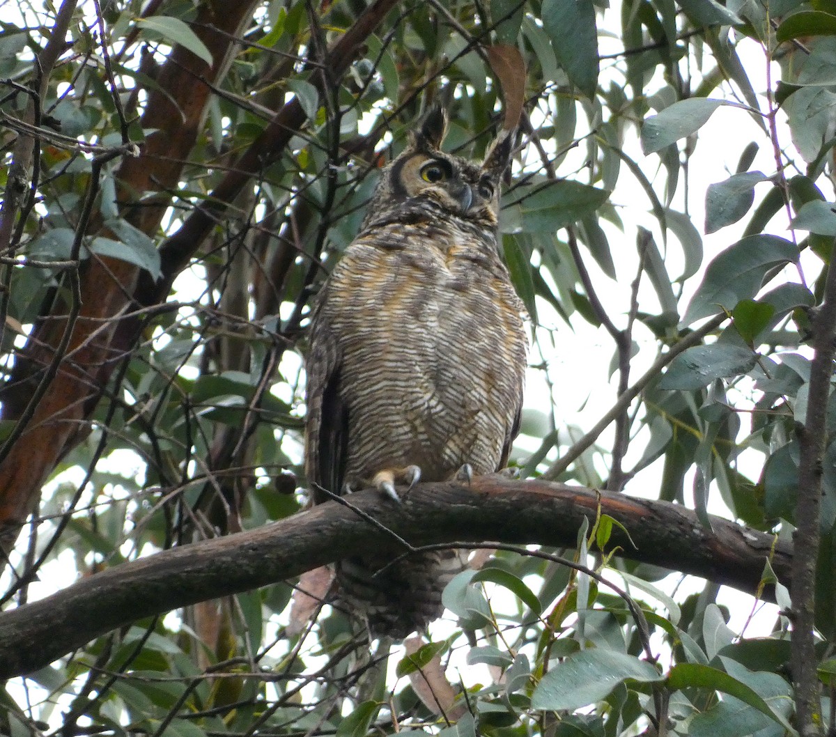 Great Horned Owl - ML517245531