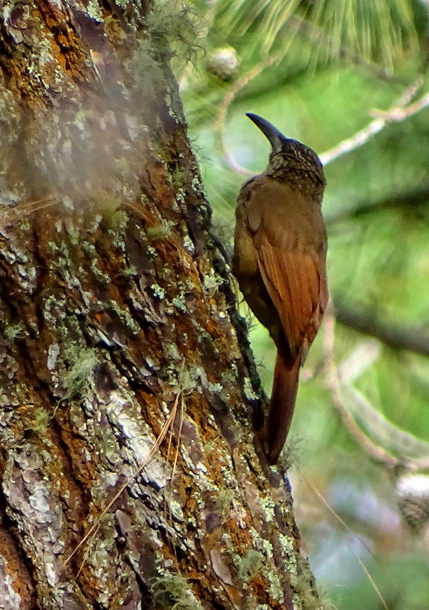 Strong-billed Woodcreeper - ML51724801