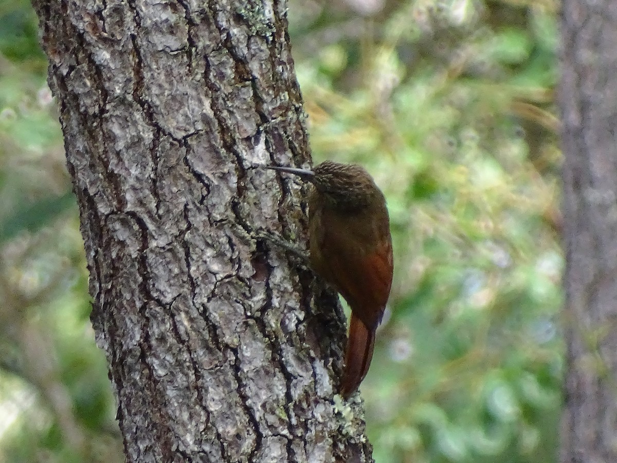 Strong-billed Woodcreeper - ML51724881