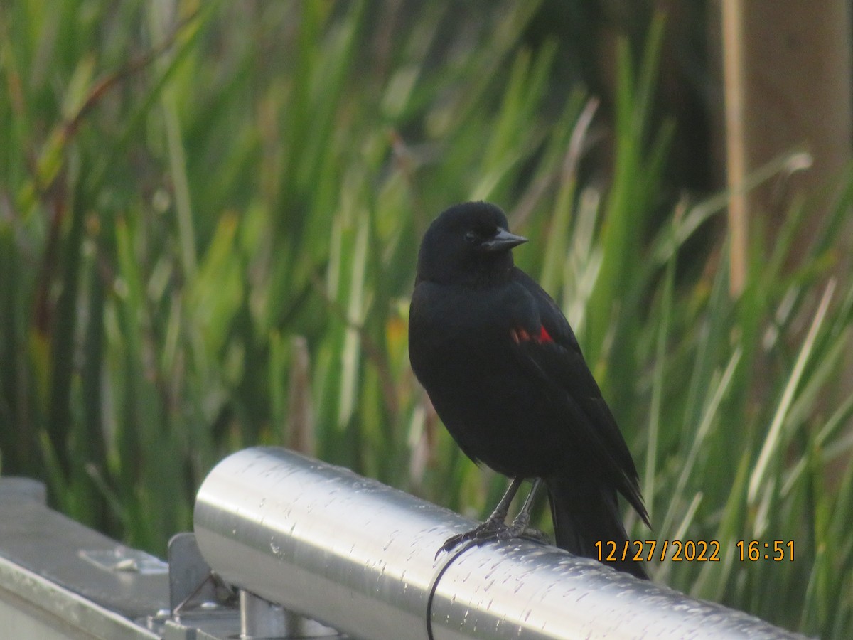 Red-winged Blackbird - ML517249041