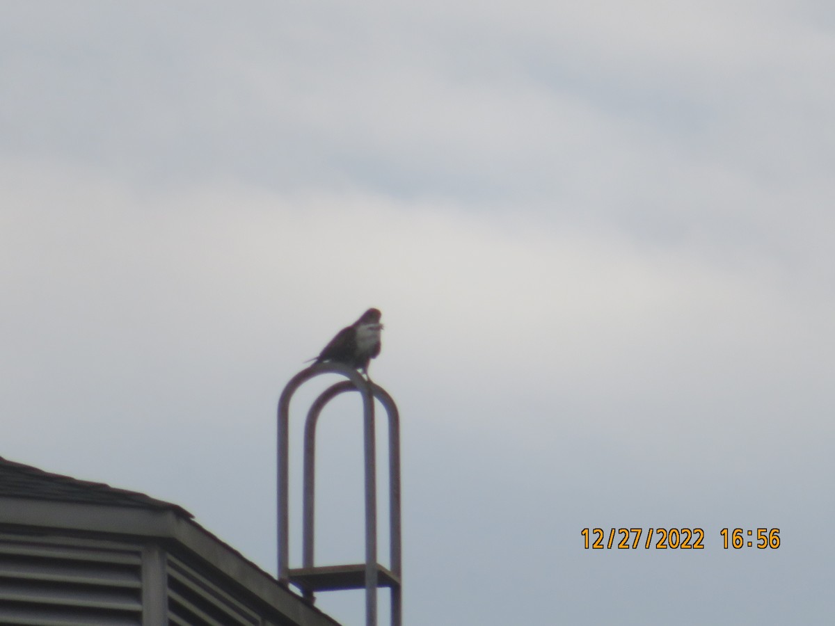 Red-tailed Hawk - ML517249211