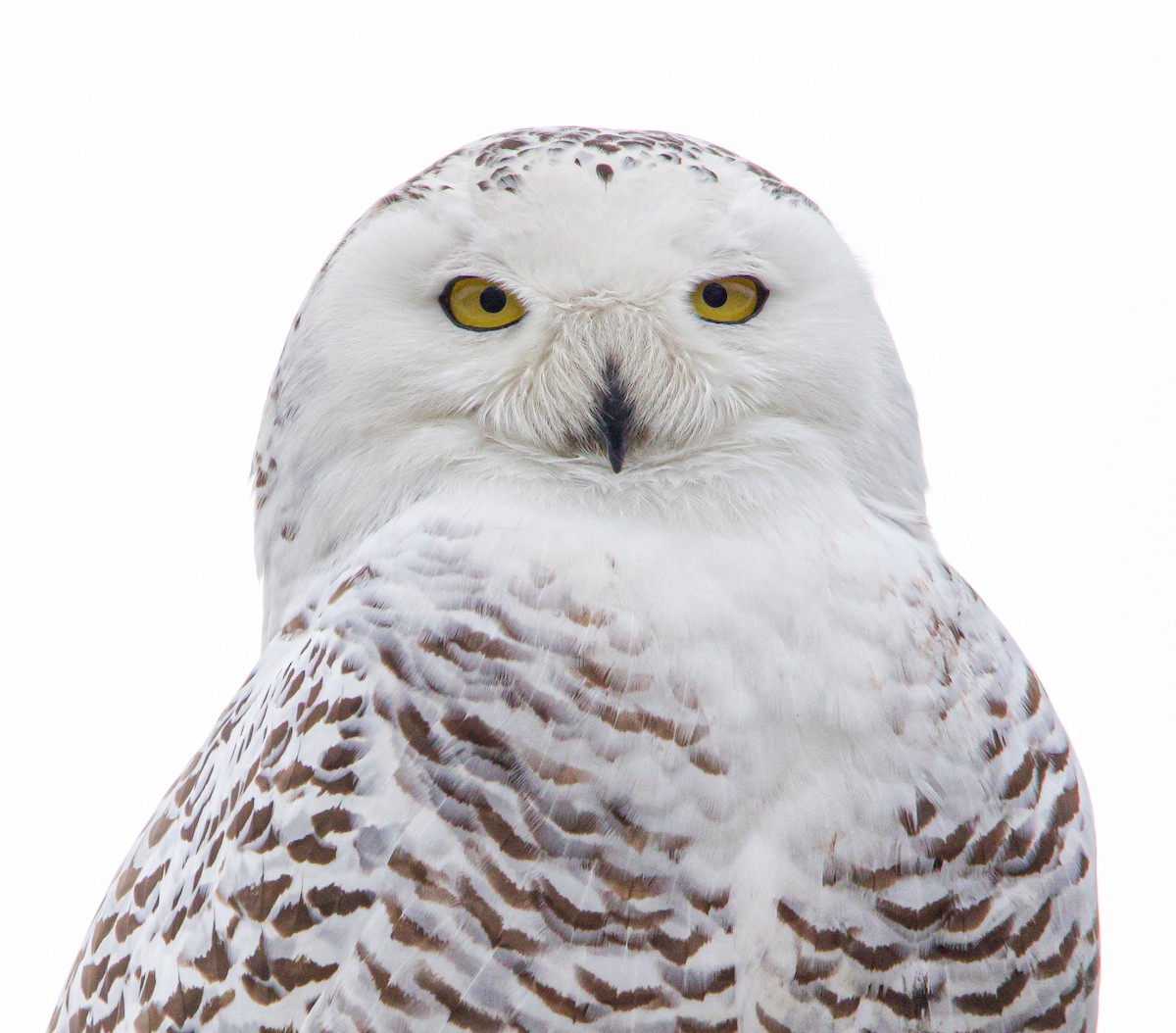 Snowy Owl - Braxton Landsman