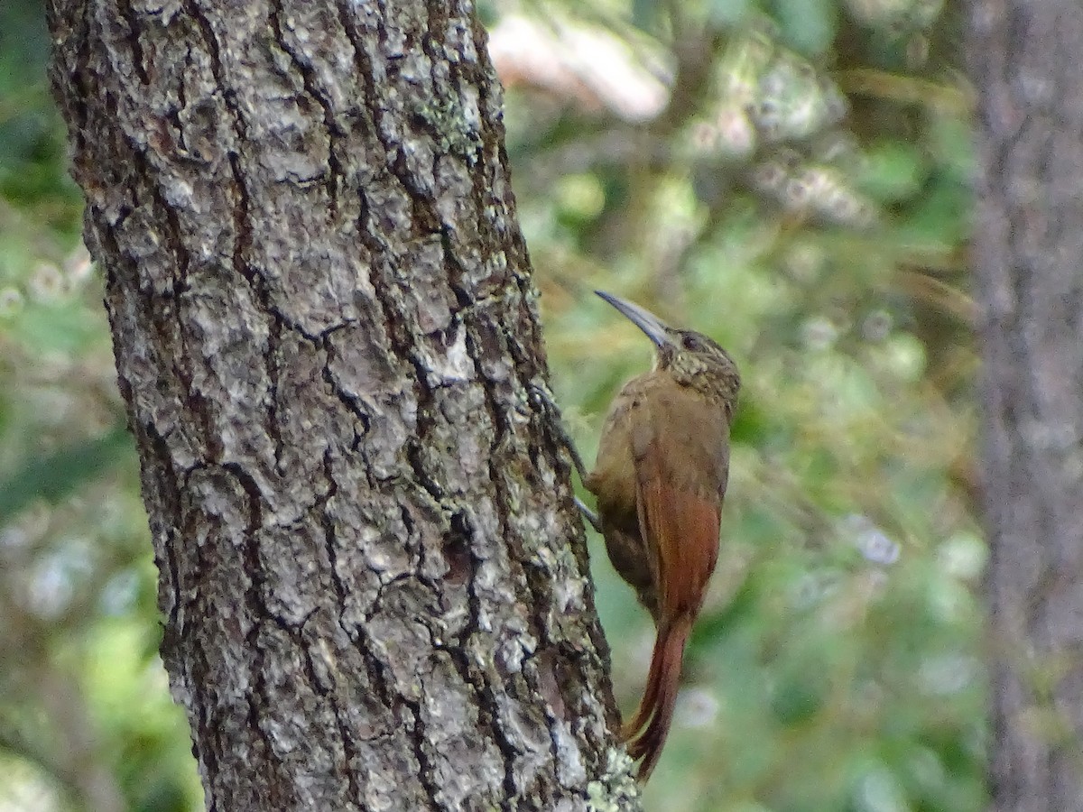 Strong-billed Woodcreeper - ML51724961