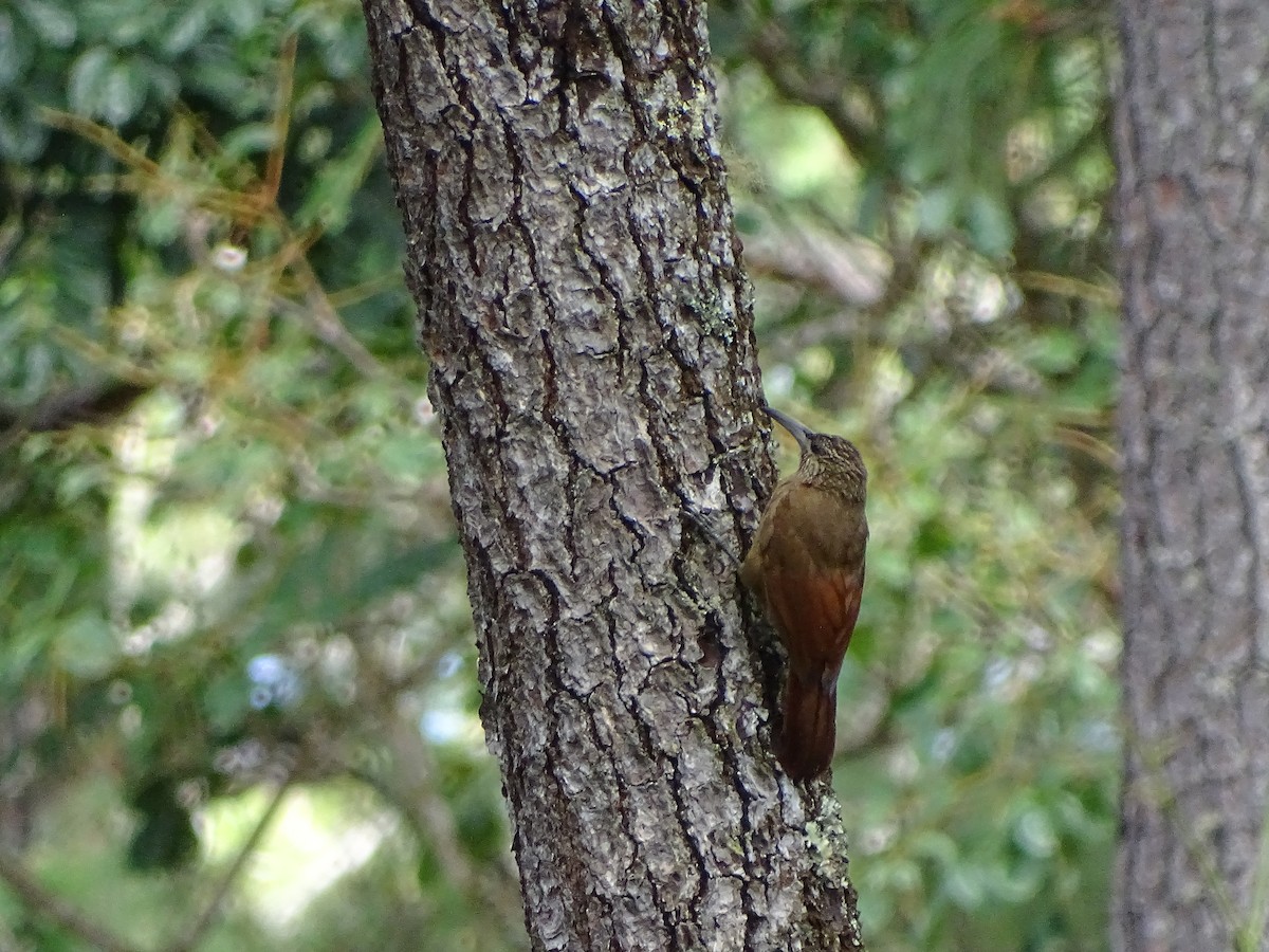 Strong-billed Woodcreeper - ML51725021