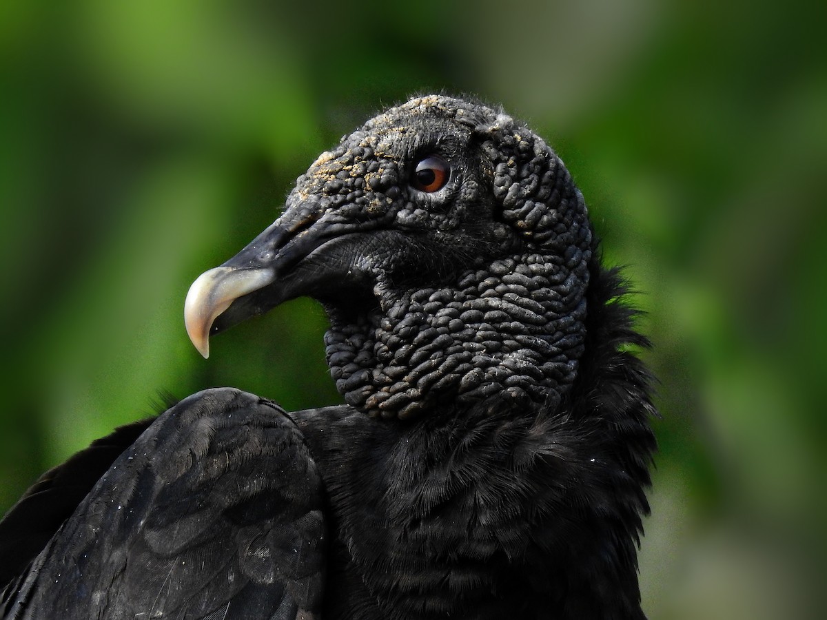 Black Vulture - Esteban Poveda