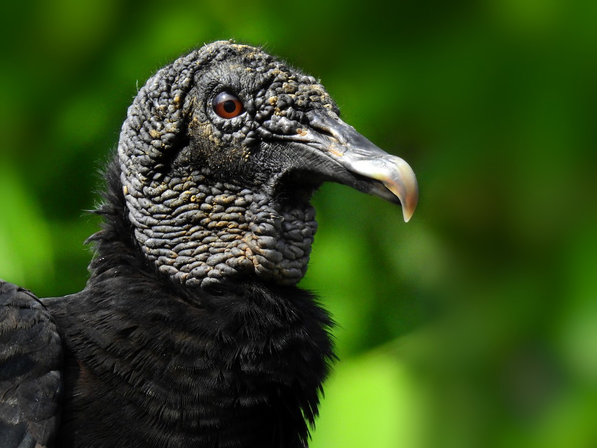 Black Vulture - Esteban Poveda