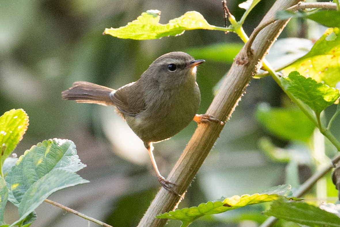 Brownish-flanked Bush Warbler - ML517250451