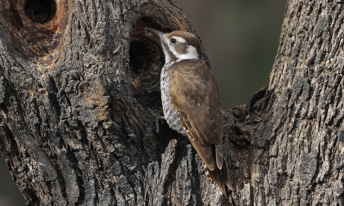 Arizona Woodpecker - ML517251401
