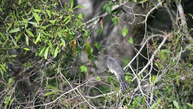 Fan-tailed Cuckoo - ML517252