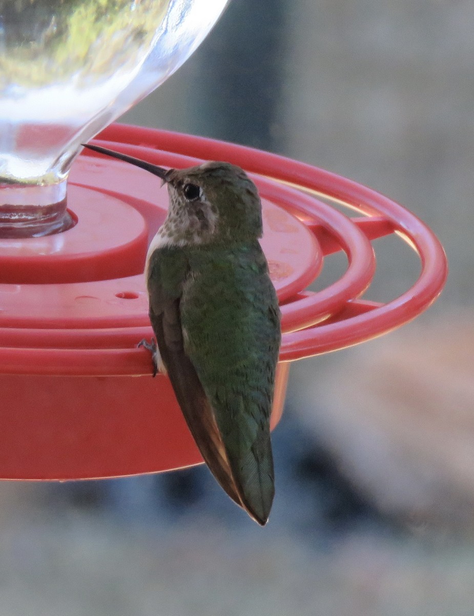Broad-tailed Hummingbird - ML517254531