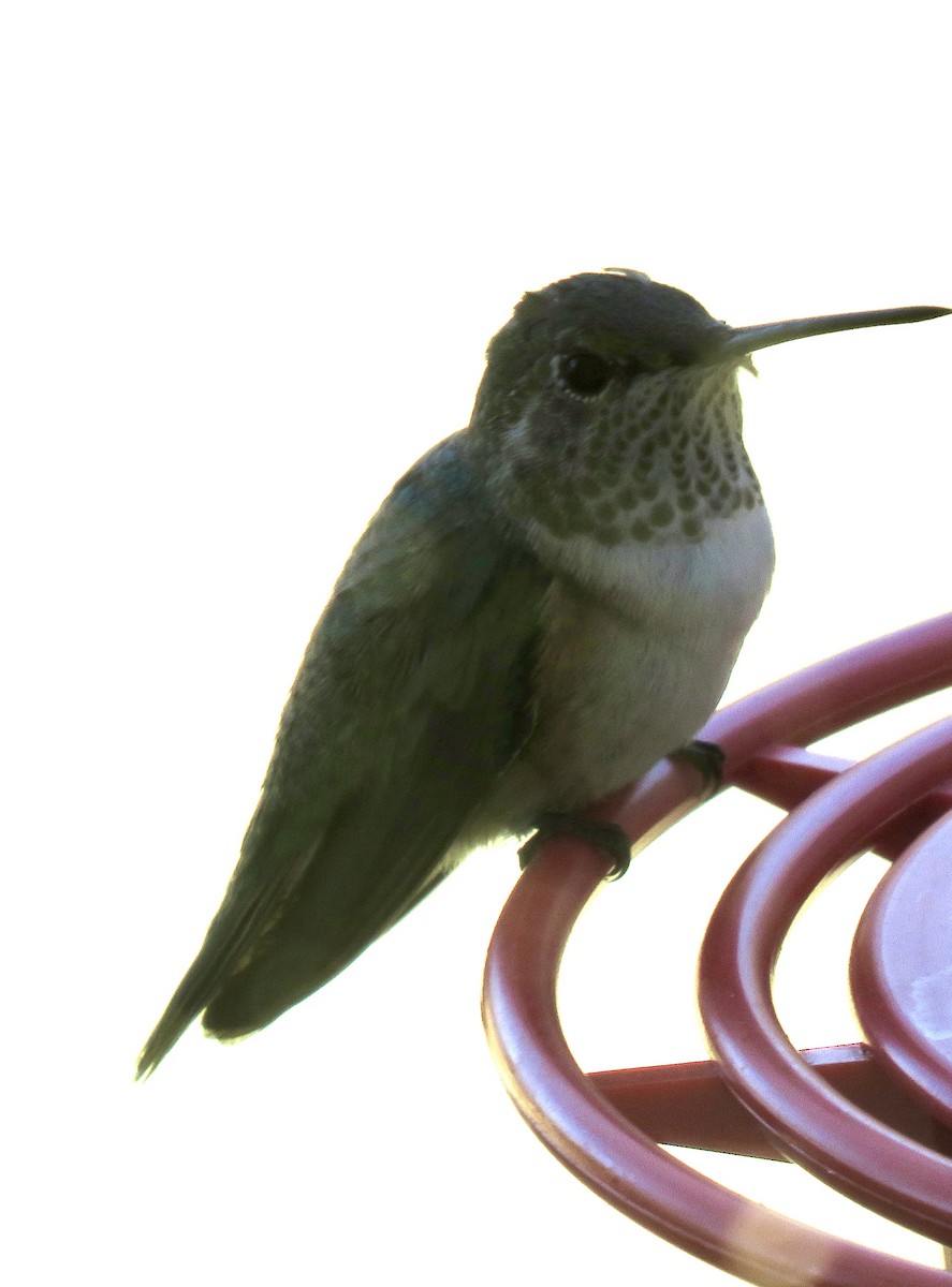 Broad-tailed Hummingbird - ML517254541