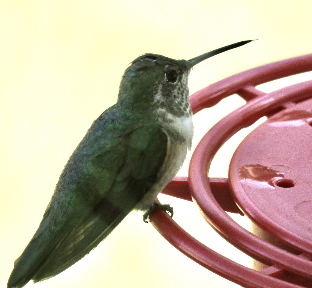 Broad-tailed Hummingbird - ML517254551