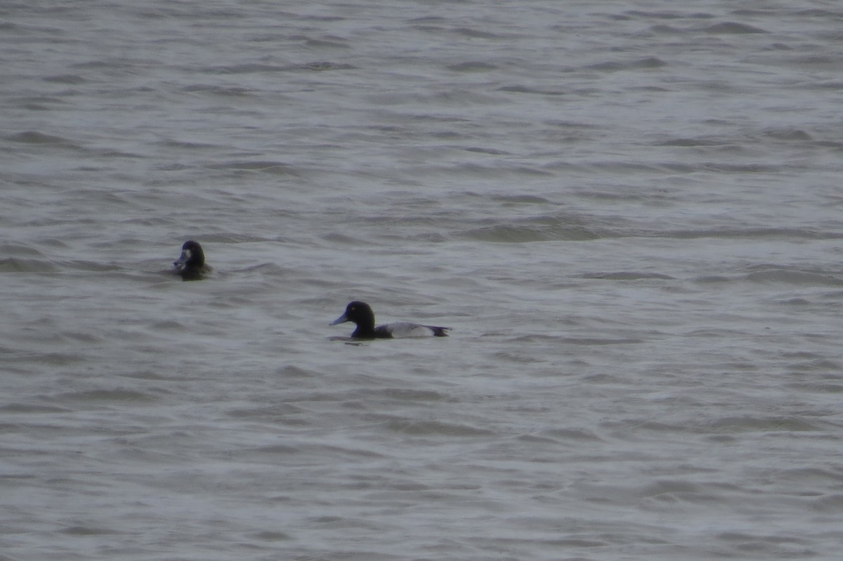 Greater Scaup - ML51725571