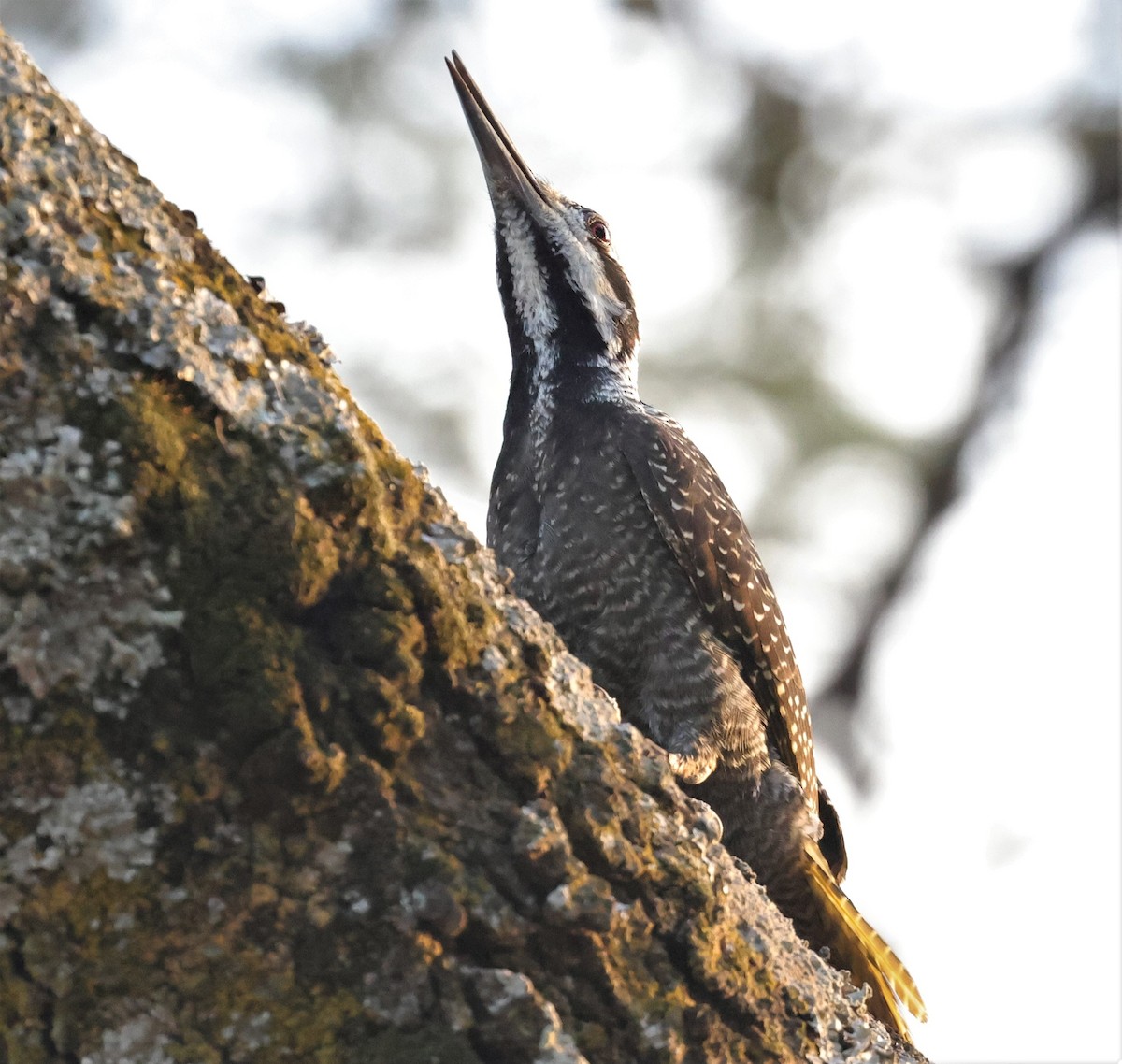 Bearded Woodpecker - Sherry Hagen