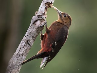  - Okinawa Woodpecker