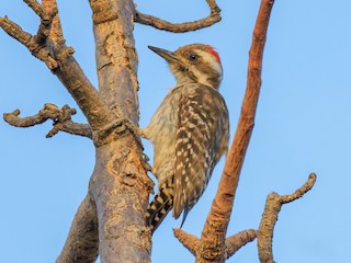  - Brown-backed Woodpecker