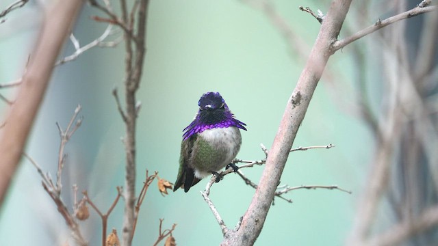 Costa's Hummingbird - ML517261941