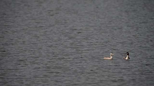 Great Crested Grebe - ML517262