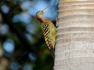  - Hispaniolan Woodpecker