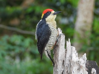  - Beautiful Woodpecker